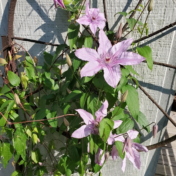 Hello! Welcome to my closet. - Picture 5 of 8